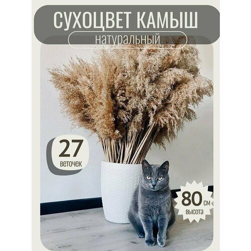 Сухоцветы для интерьера, камыш, пампасная трава. 27 веточек, 80см