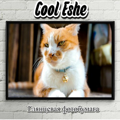 Постер "Красивый бело-рыжий кот" из коллекции "Животные" А4
