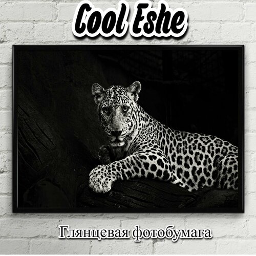 Постер "Черно-белый леопард на темном фоне" из коллекции "Животные" А4