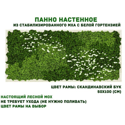 Прямоугольное панно из стабилизированно мха GardenGo с белой гортензией в рамке цвета скандинавский бук, 50х100 см, цвет мха зеленый